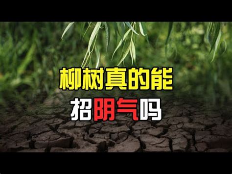 柳樹招陰